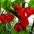 Caribbean Red Habanero Pepper Seeds Organic