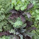 Kale Mix Organic Seeds