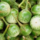 Thai Round Eggplant Seeds
