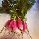 French Breakfast Radish Seeds
