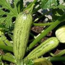 Caserta Zucchini Seeds Organic