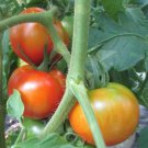 Independence Day Tomato Seeds Organic