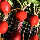Cherry Belle Radish Seeds Organic
