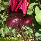 Detroit Dark Red Beet Seeds