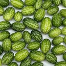 Mexican Sour Gherkin Seeds