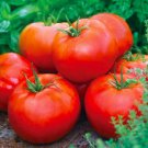 Ace 55 Tomato Seeds Organic
