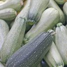 Grey Zucchini Seeds
