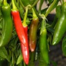 Serrano Pepper Seeds Hot
