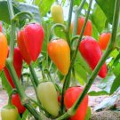 Santa Fe Grande Pepper Seeds Hot