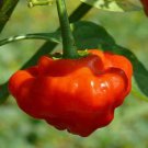 Red Mushroom Pepper Seeds Hot