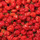 Red Habanero Pepper Seeds Hot