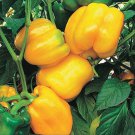 Sunbright Pepper Seeds Sweet Organic