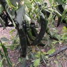 Pasilla Bajio Pepper Seeds Hot
