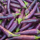 Purple Cayenne Pepper Seeds Hot Organic