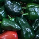 Poblano Pepper Seeds Hot