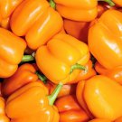 Orange Sun Sweet Pepper Seeds Organic