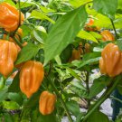 Orange Habanero Pepper Seeds