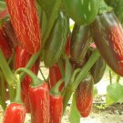 Tam Jalapeno Pepper Seeds Hot