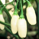White Habanero Pepper Seeds