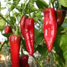Big Jim Pepper Seeds Hot Organic