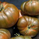 Black From Tula Tomato Seeds Organic