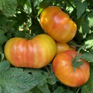 Hillbilly Potato Leaf Tomato Seeds
