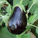 Black Beauty Eggplant Seeds Organic