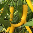 Golden Cayenne Pepper Seeds Hot