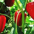 Nocera Rosso Pepper Seeds