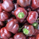 Mini Chocolate Bell Pepper Seeds Organic
