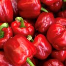 King Of The North Pepper Seeds Organic