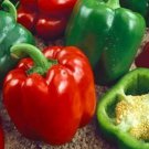 Keystone Resistant Giant Sweet Pepper Seeds Organic
