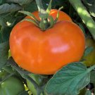 Caro Rich Tomato Seeds Organic