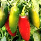 Jalapeno M Pepper Seeds Hot