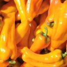 Golden Marconi Pepper Seeds