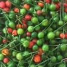 Chiltepin Wild Chile Seeds Hot Organic