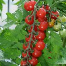Sweet Chelsea Tomato Seeds