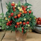Micro-Tom Tomato Seeds