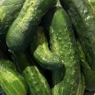 Spacemaster Cucumber Seeds Organic
