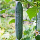 Straight Eight Cucumber Seeds Organic