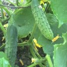 Marketmore 76 Cucumber Seeds Organic