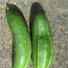 Marketer Cucumber Seeds Organic