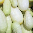 Miniature White Cucumber Seeds Organic