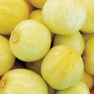 Lemon Cucumber Seeds Organic