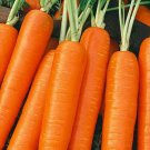 Scarlet Nantes Carrot Seeds Organic