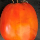 Cipollas Pride Tomato Seeds