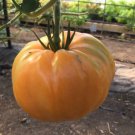Amana Orange Tomato Seeds Organic