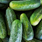 Bush Crop Cucumber Seeds Organic