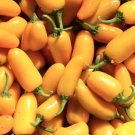 Pumpkin Spice Jalapeno Pepper Seeds Hot
