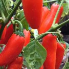 Orange Spice Jalapeno Pepper Seeds